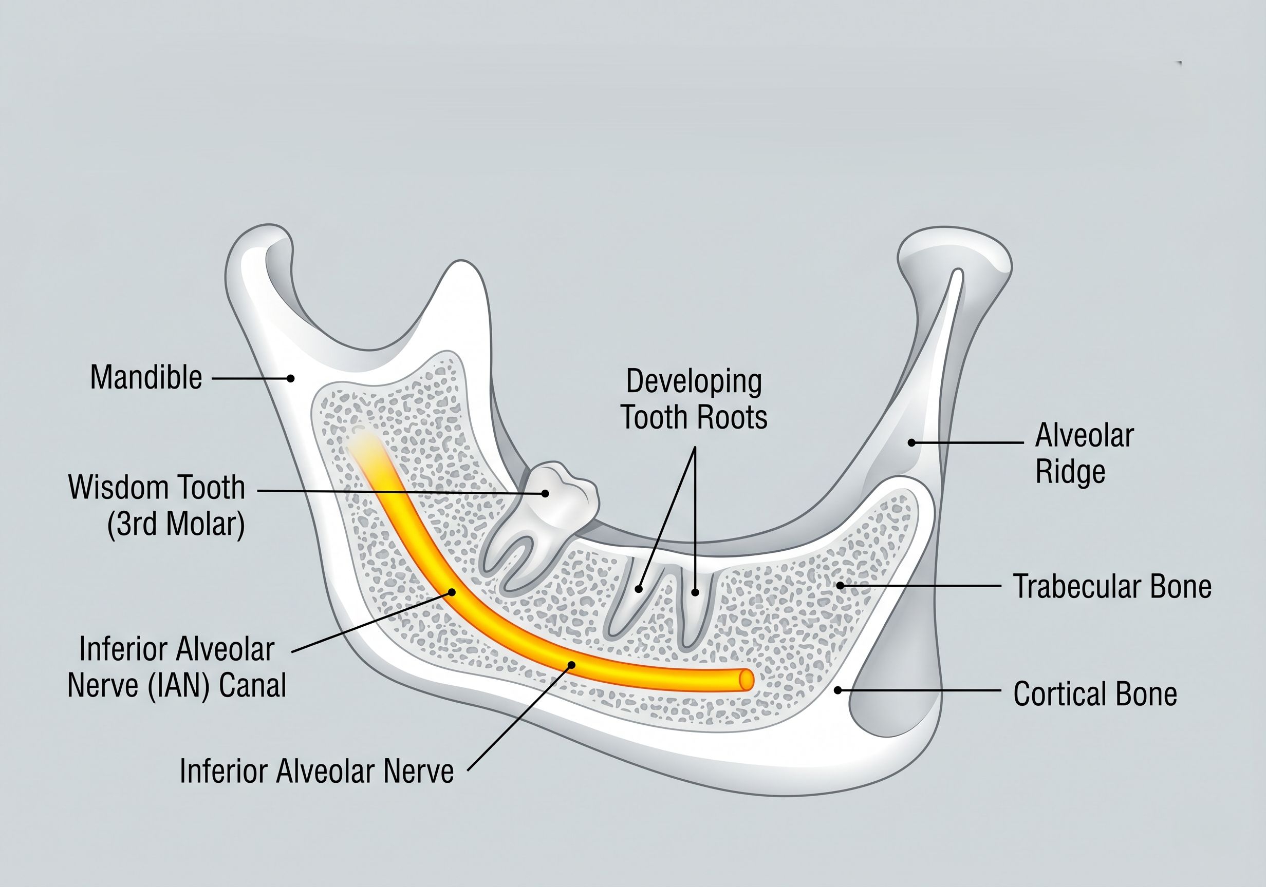 CBCT Nerve Mapping Diagram