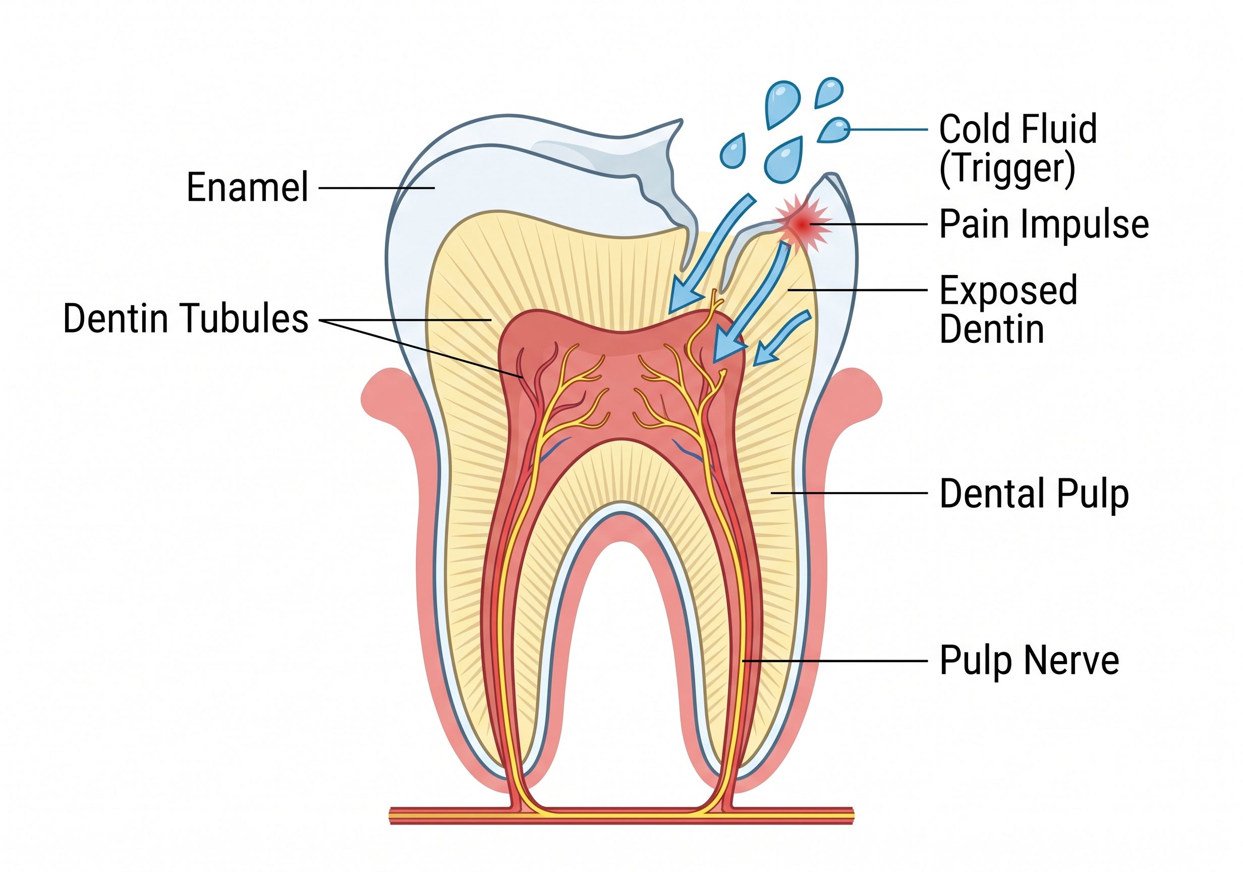 Tooth Anatomy Cross-Section